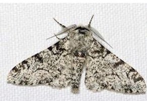 Light peppered moth on white background