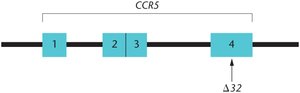 CCR5 gene structure and Δ32 deletion