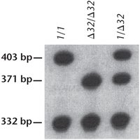DNA analysis of CCR5 genotypes