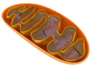 Mitochondrion structure