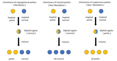 Inheritance of petite yeast mutants