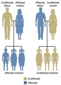 Pedigree of mitochondrial inheritance
