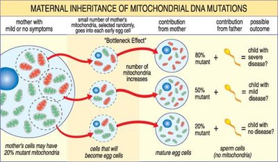 Mitochondrial disorders affecting multiple organs