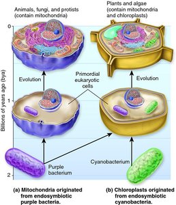 Maternal inheritance of mitochondrial DNA mutations