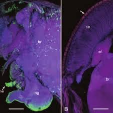 Endosymbiosis theory diagram