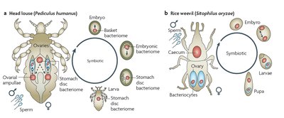 Bacterial endosymbionts in insects