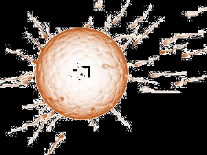 Egg and sperm fertilization