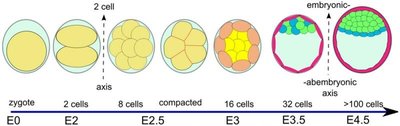 Embryonic development stages