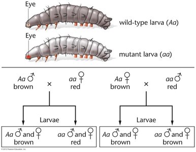 Non-permanent maternal effect