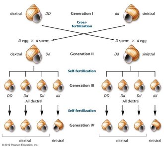 Eye pigment in flour moth