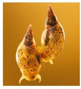 Shell coiling in Limnaea