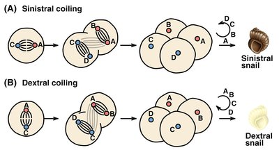 Shell coiling mechanism in Limnaea