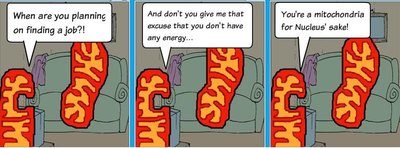 Limnaea shell coiling inheritance