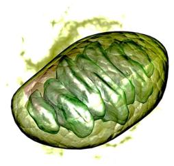 Chloroplast structure