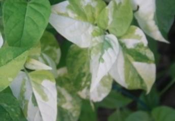 Variegated leaves in Four o'clock plant