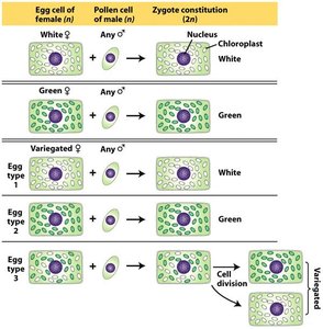 Chloroplast inheritance table
