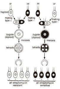 Reciprocal cross showing uniparental inheritance in Chlamydomonas