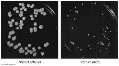 Normal and petite yeast colonies