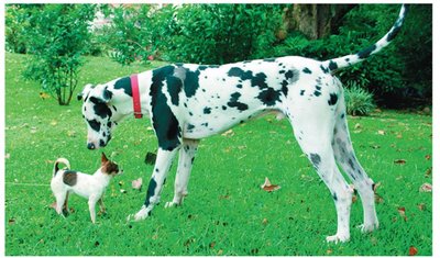 A Chihuahua and a Great Dane illustrating genetic variation in dogs