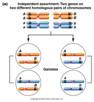 Independent assortment: Two genes on two different homologous pairs of chromosomes