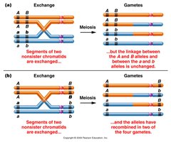 Single crossover: only two chromatids involved, others unchanged