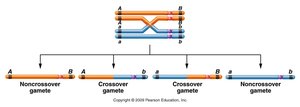 Single crossover: recombination in 50% of gametes