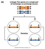 Linkage: Two genes on a single pair of homologs; no exchange occurs