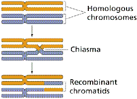 Homologous chromosomes, chiasma, and recombinant chromatids
