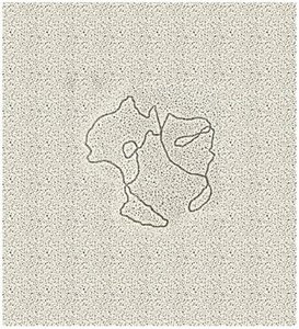 Electron micrograph of mitochondrial DNA