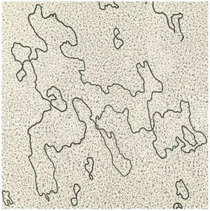 Electron micrograph of chloroplast DNA