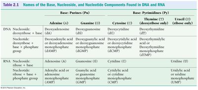 Four bases in RNA: A, G, C, U