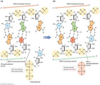 Phosphodiester bond formation during transcription