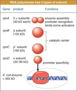 Bacterial RNA polymerase subunits