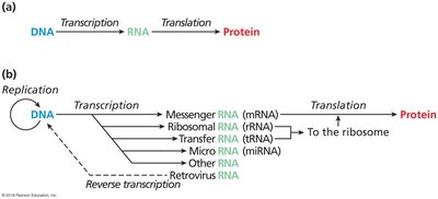Expanded Central Dogma with multiple RNA types and reverse transcription