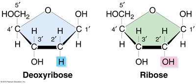 Comparison of deoxyribose and ribose sugars