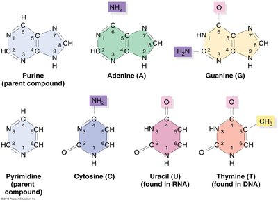 Structures of purine and pyrimidine bases in DNA and RNA