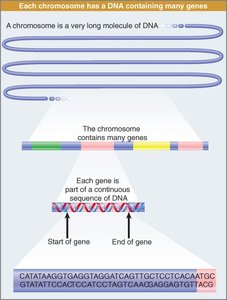 Chromosome structure and gene organization