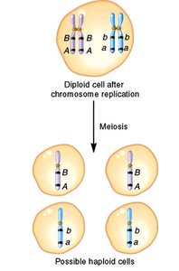 Linked alleles segregate together during meiosis