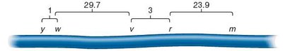 Genetic map of Drosophila X chromosome with gene distances