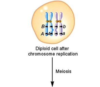 Crossing over can reassort linked alleles