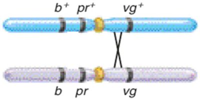Genetic map showing distances between b, pr, and vg genes