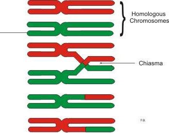 Chiasma formation between homologous chromosomes
