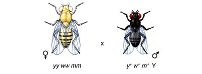 Parental cross in Drosophila for linkage analysis