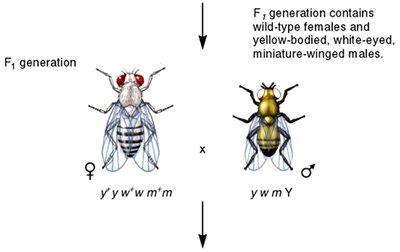 F1 generation and testcross in Drosophila linkage analysis