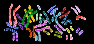Colored chromosomes on a black background