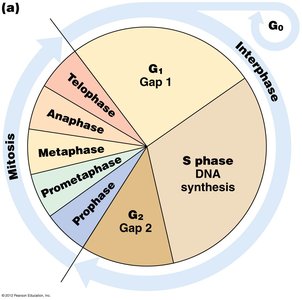 Cell cycle with mitosis stages