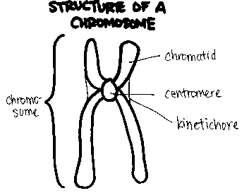 Homologous chromosomes and sister chromatids