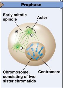 Prophase: chromosome condensation and spindle formation