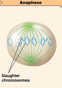 Anaphase: sister chromatid separation