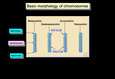 Basic morphology of chromosomes